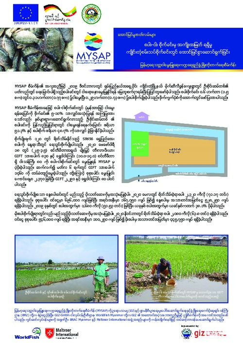 Pilot rice-fish plot in Kengtung proves profitable - Myanmar language version
