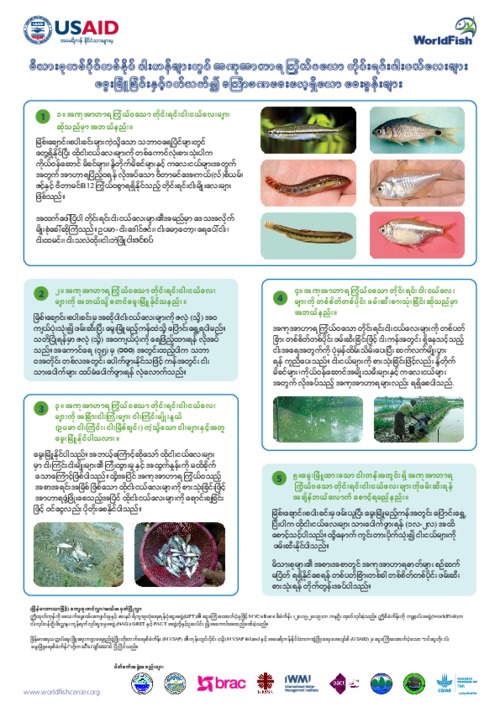 Fish for Livelihoods: Small Indigenous Species (SIS) Q&A (Burmese version)