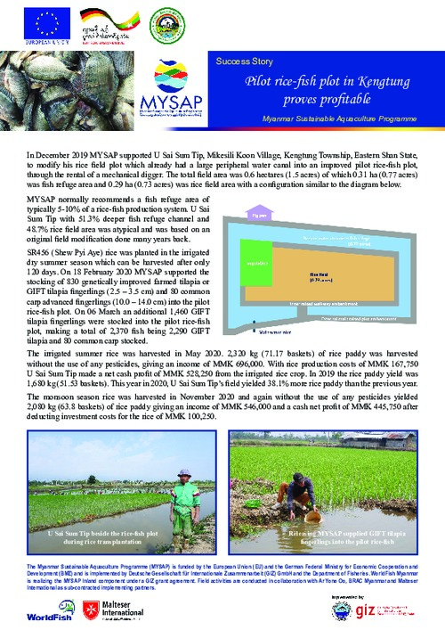 Pilot rice-fish plot in Kengtung proves profitable - English language version