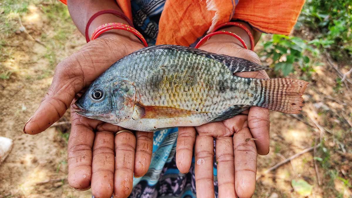 In India, fish consumption is steadily increasing, and the government has set a target of achieving annual per capita consumption of 12 kilograms by 2024-25. Photo by WorldFish. 