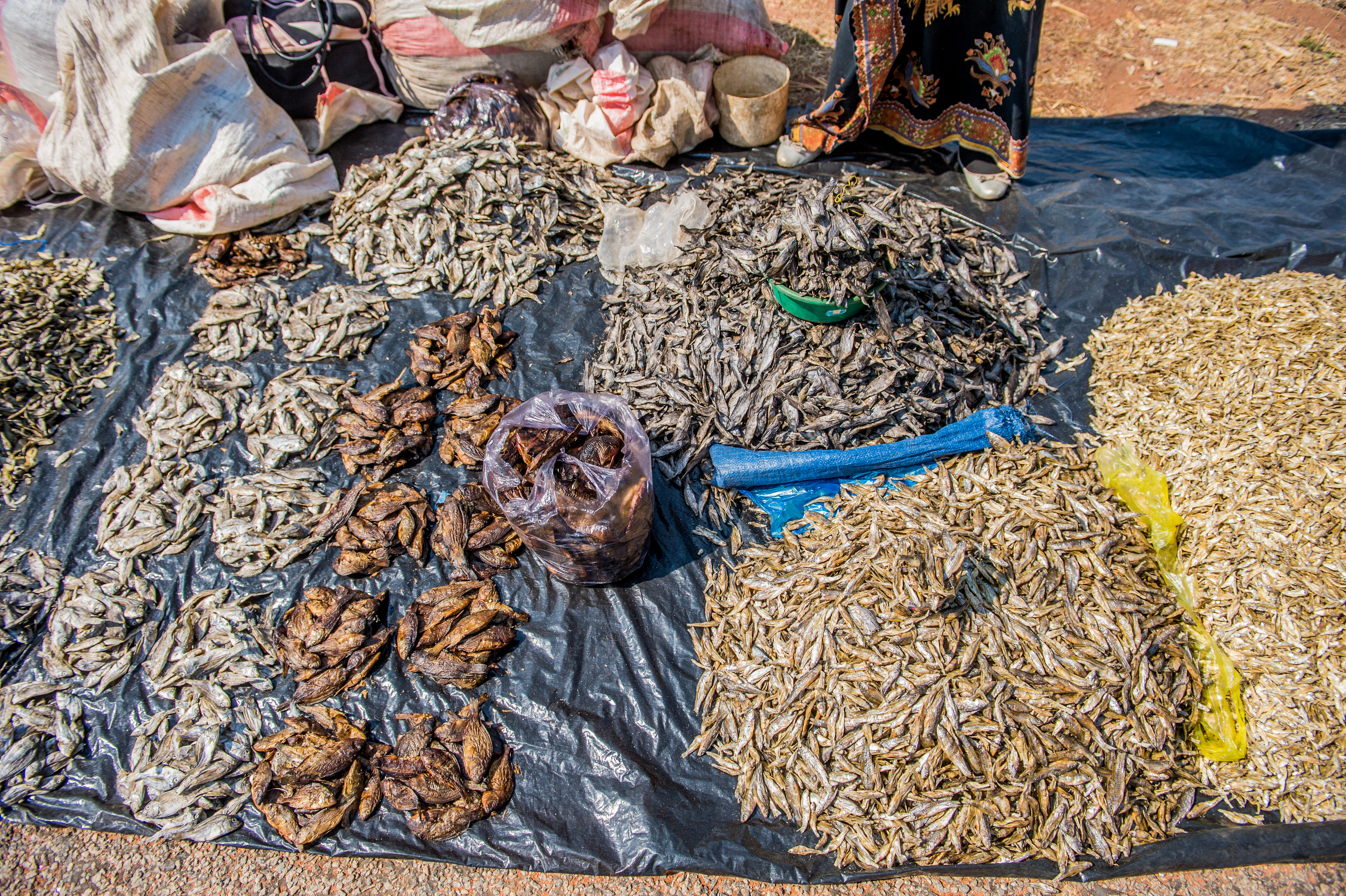 Diverse options of dried small fish available at a local market in Zambia. Photo by Chosa Mweeba 