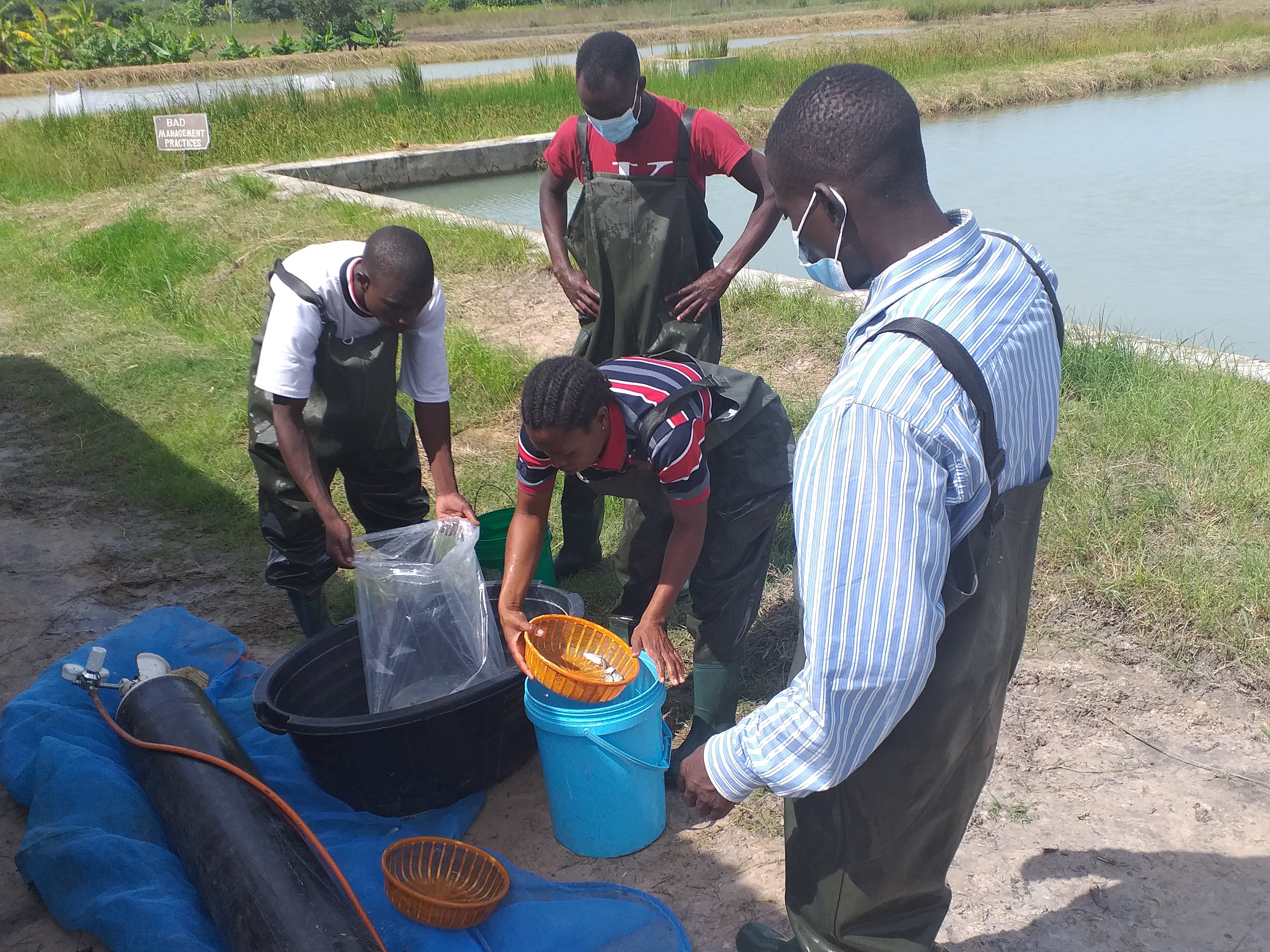 Hellen Chama of Hopeways Fish Farms (center) guides the team in packaging fish fingerlings to be sold to farmers. Photo by Agness Chileya.