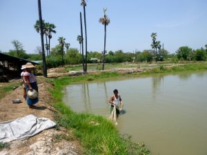 The MYSAP program supports small-scale fish farmers in these villages to improve productivity and resilience. The photo was taken in Shwebo Township by Lizeth Tatiana Casagua Diaz, 2019.
