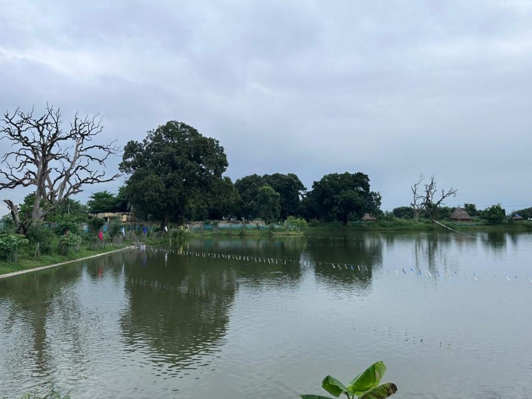 The one-year-old fish pond, Naubatpur Block, Patna district, Bihar