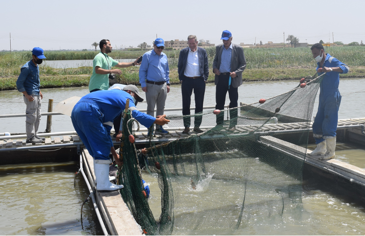 WorldFish's In-Pond Raceway System (IPRS) team harvesting tilapia at Abbassa. Photo by Ahmed Ashraf