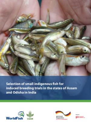 Selection of small indigenous fish for breeding trials in the states of Assam and Odisha in India
