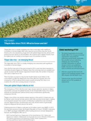 Tilapia lake virus (TiLV): What to know and do?