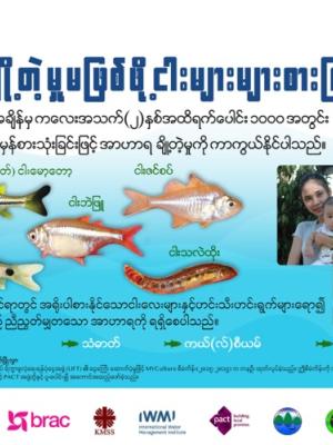 Fish for Livelihoods: 1000 days poster (Burmese version)