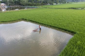 rice fish farming