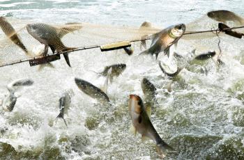 The CGIAR Research Program on Fisheries Agri-Food Systems (FISH) came to a successful conclusion after providing five years of evidence. Photo by Balaram Mahalder
