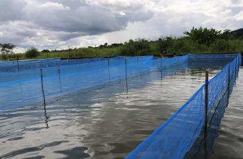 Aquaculture ponds at the NARDC in Kitwe, Zambia. Photo by Doina Huso.