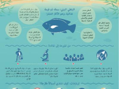 Farmed tilapia: A nutritious food source for Egypt (Arabic version)