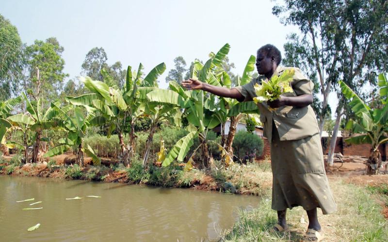 Malawian fish farmer Agnes Kanyema feeds crop residue (irrigated with pond waste water) to her fish.