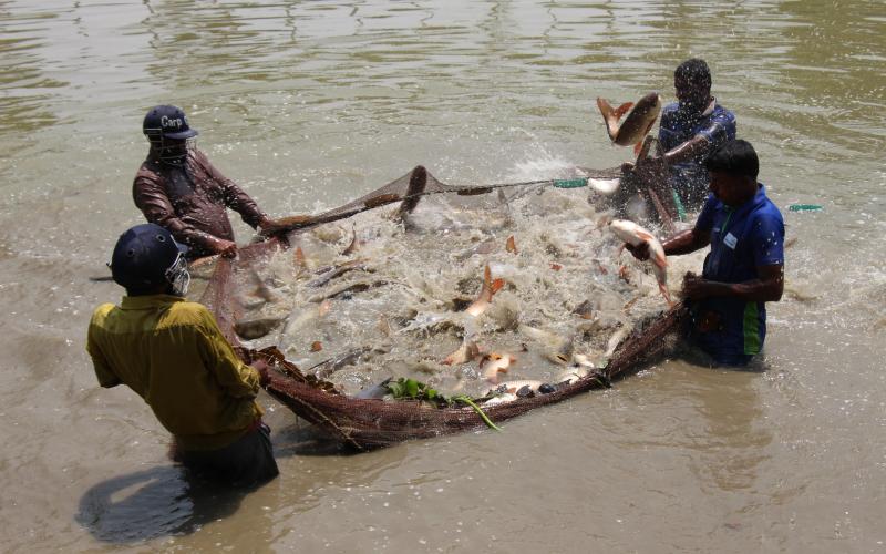 Aquatic food systems offer diverse solutions for tackling malnutrition, lowering the environmental footprint of our food systems and lifting millions of people out of poverty