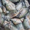 : Tilapia is the second most important farmed fish globally, next to carps, and some regard it as the most important aquaculture species of the 21st century. Photo by WorldFish.