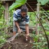 Grace Poporia harvests cassava from her home garden, One’ Oneabu, Malaita Province, Solomon Islands. Photo by Filip Milovac