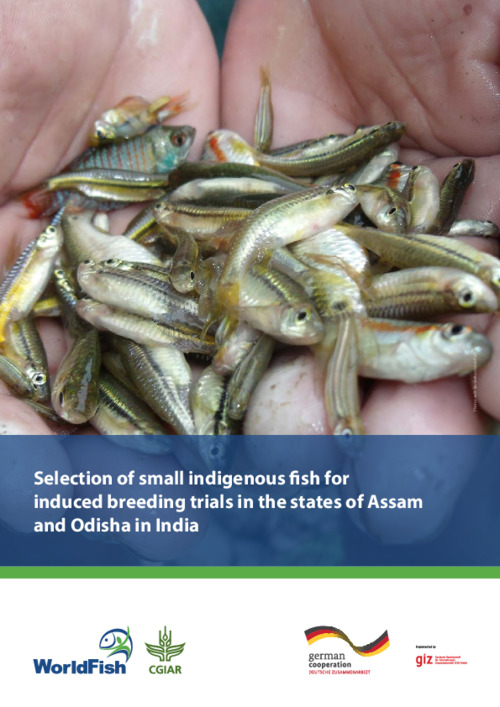 Selection of small indigenous fish for breeding trials in the states of Assam and Odisha in India