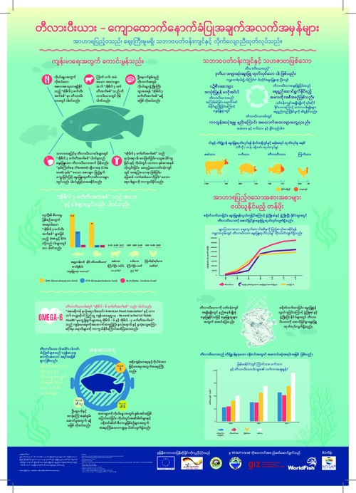 Tilapia: The plain truth (Burmese version)