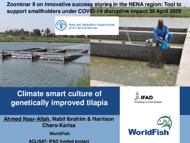 Climate smart culture of genetically improved tilapia
