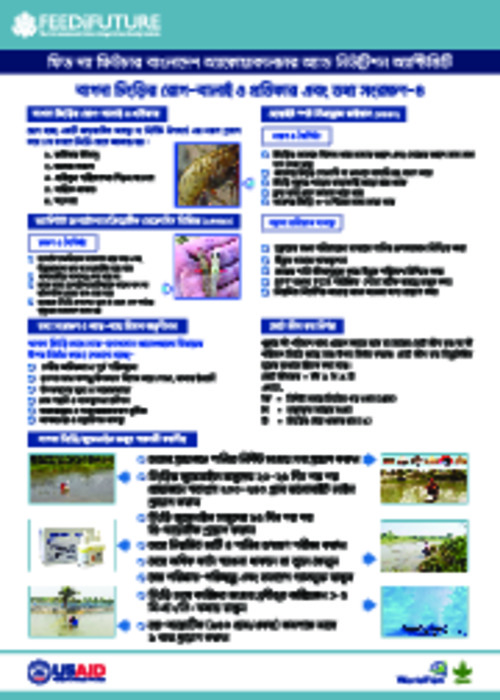 Festoon on salt water shrimp production 4 Festoon on salt water shrimp production 4
