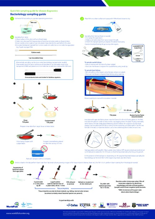 Quick fish sampling guide for disease diagnostics - Bacteriology sampling guide