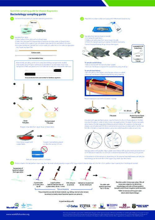 Quick fish sampling guide for disease diagnostics - Bacteriology sampling guide