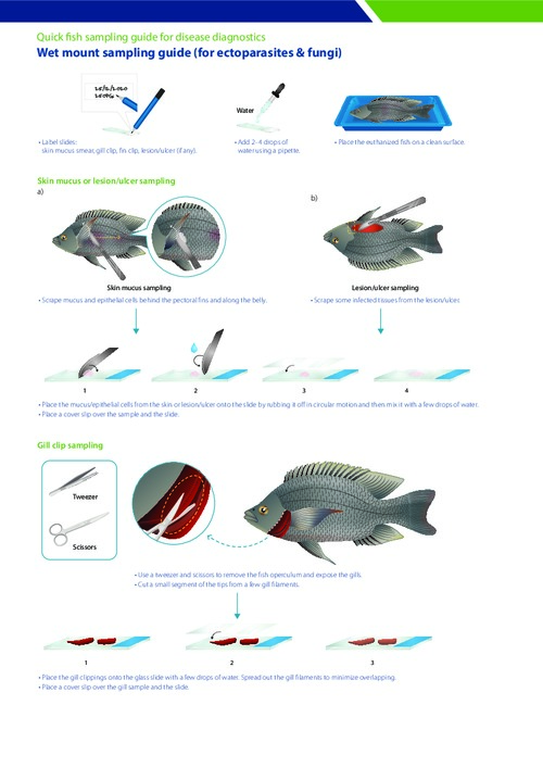Quick fish sampling guide for disease diagnostics - Wet mount sampling guide (for ectoparasites & fungi) Quick fish sampling guide for disease diagnostics - Wet mount sampling guide (for ectoparasites & fungi)