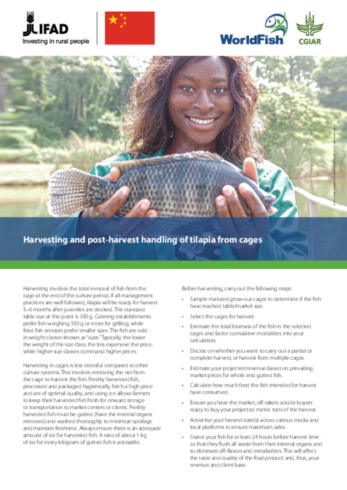 Harvesting and post-harvest handling of tilapia from cage Harvesting and post-harvest handling of tilapia from cage