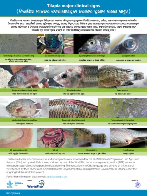 Tilapia major clinical signs (Odia version)