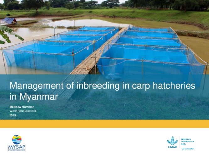 Management of inbreeding in carp hatcheries in Myanmar