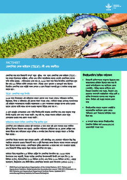 Tilapia lake virus (TiLV): What to know and do? (Bangla version)
