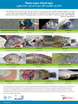 Tilapia major clinical signs (Arabic version)