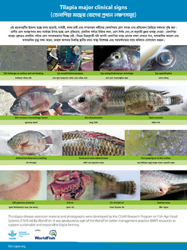 Tilapia major clinical signs (Bengali version)