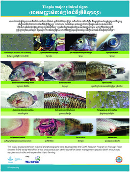 Tilapia major clinical signs (Khmer version)