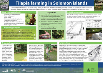 Tilapia farming in Solomon Islands Tilapia farming in Solomon Islands