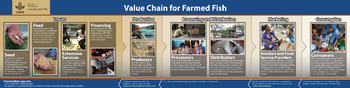 Value chain for farmed fish