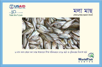 Recipe card: Amblypharyngodon mola [in Bengali]