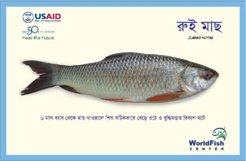 Recipe card: Labeo rohita [in Bengali]