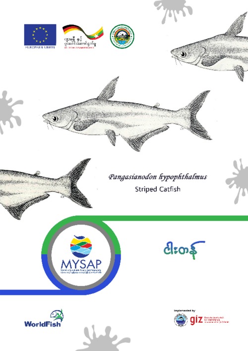 FAO Aquaculture Fact Sheet for Pangasianodon hypophthalmus striped catfish (Burmese version)