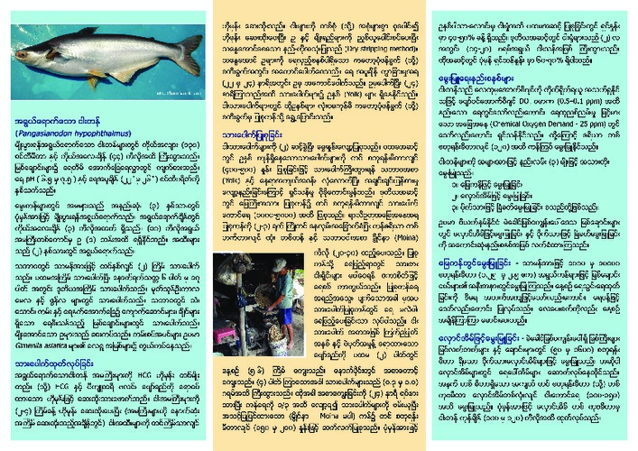 Pangasianodon hypophthalmus breeding, nursing and grow-out (Burmese version) Pangasianodon hypophthalmus breeding, nursing and grow-out (Burmese version)