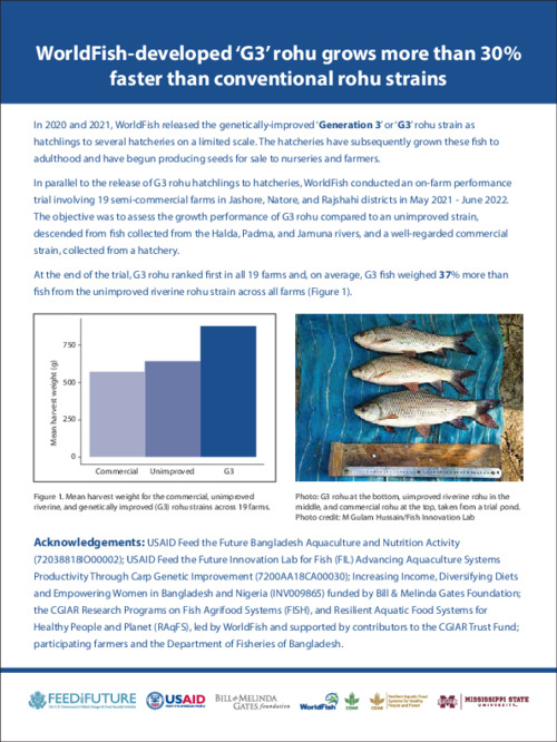 WorldFish-developed Generation 3 rohu grows more than 30% faster than conventional rohu strains WorldFish-developed Generation 3 rohu grows more than 30% faster than conventional rohu strains