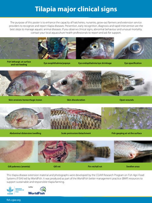 Tilapia major clinical signs
