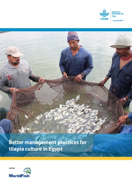 Better management practices for tilapia culture in Egypt Better management practices for tilapia culture in Egypt