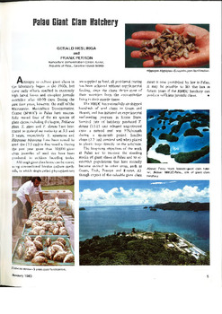 Palau giant clam hatchery
