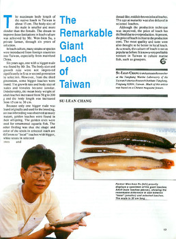 The remarkable giant loach of Taiwan The remarkable giant loach of Taiwan