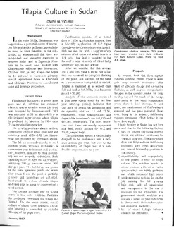 Tilapia culture in Sudan