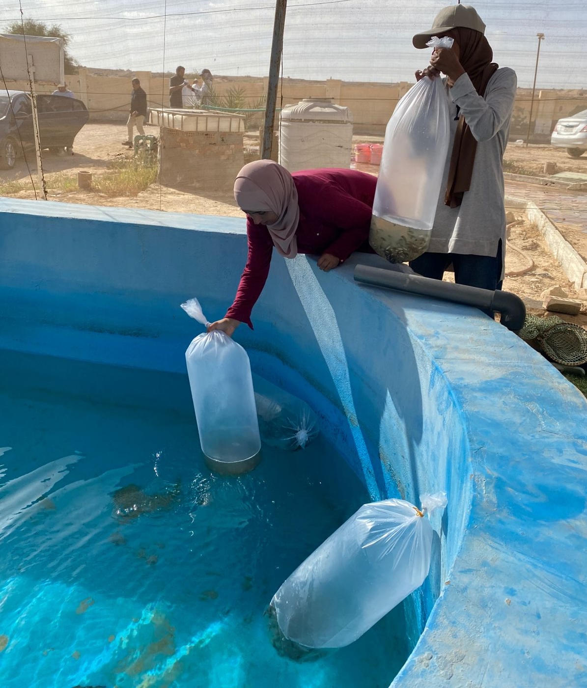 The Abbassa strain tilapia, known for its faster growth and resilience, being delivered to the Applied Research Centre hatchery in Matrouh to kickstart local seed production. Photo: Ashraf Khairy, WorldFish.