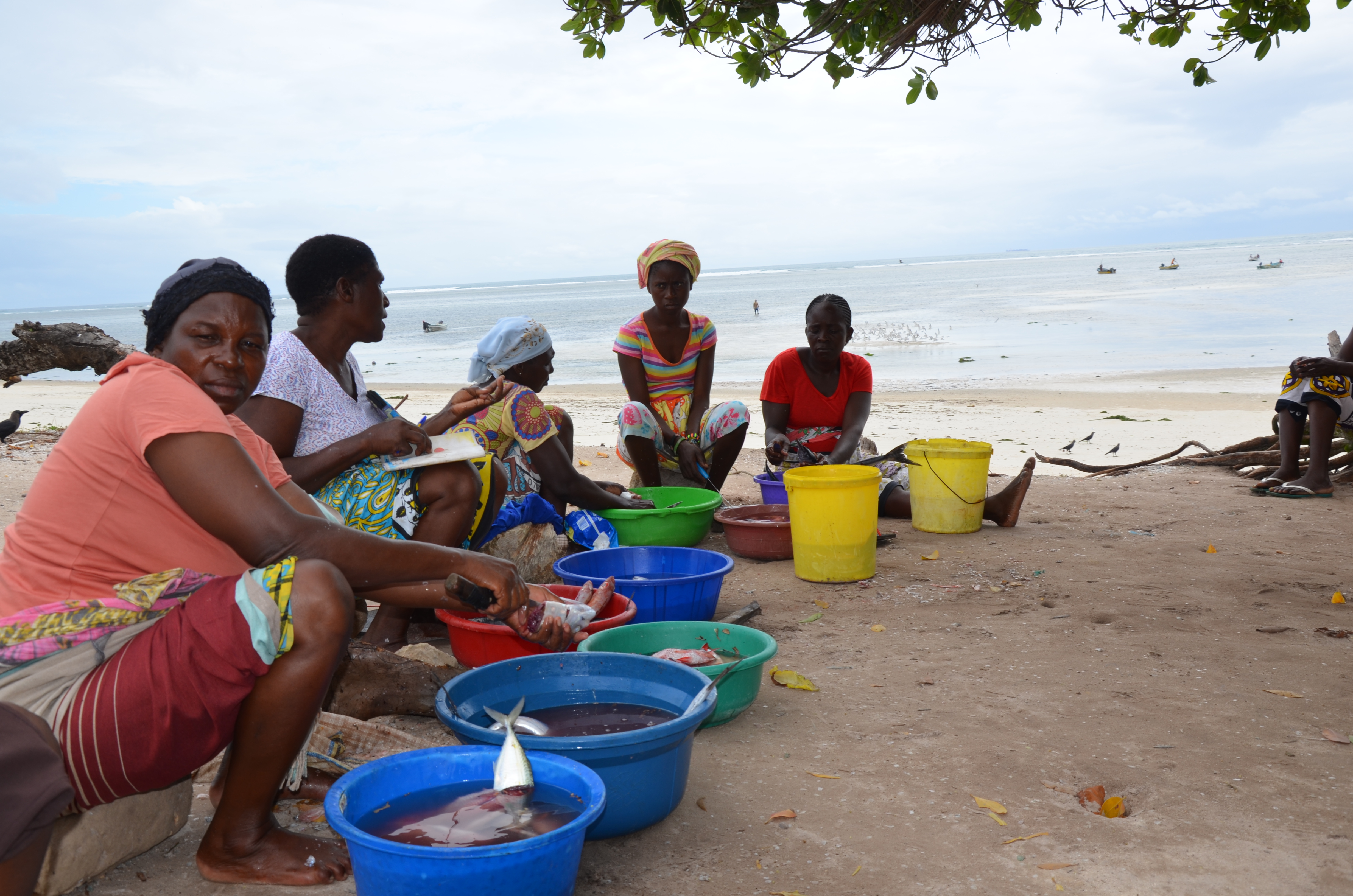 A group of women sit on the ground under a tree, gutting and cleaning the fish they just bought from fishermen. Called mama karanga in Kenya, they will later sell these fish, grilled or fried, at open markets along the Mombasa - Malindi road a few kilometres away.    To work at the landing site, these women must be registered at the BMU. 