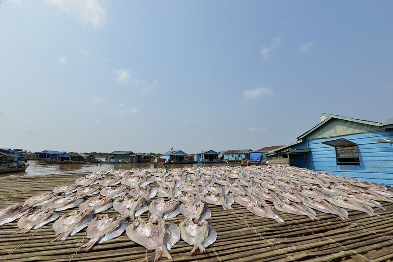 Fish being dried in Chnoc Trou village, Kampong Chhnang province, Cambodia.
