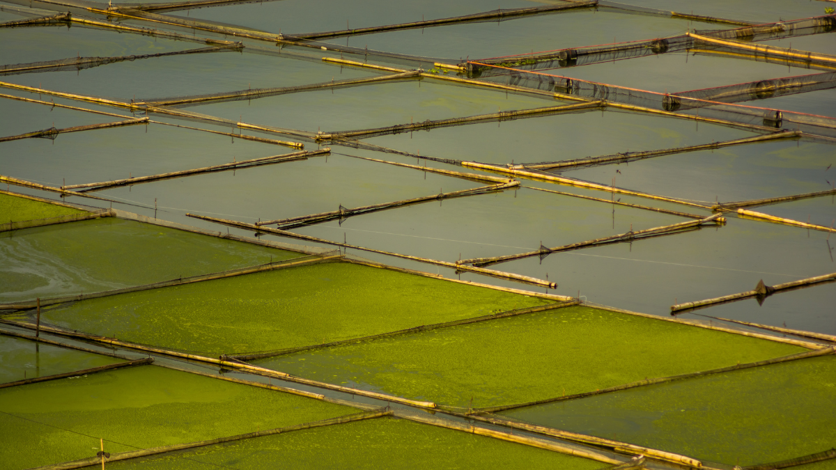 At present, more than 50 percent of the global commercial tilapia production is based on GIFT or GIFT-derived strains. Photo by WorldFish.